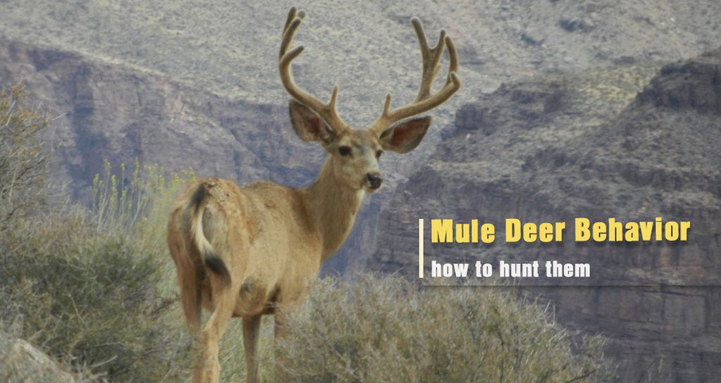 Mule Deer Behavior and How to Hunt Them