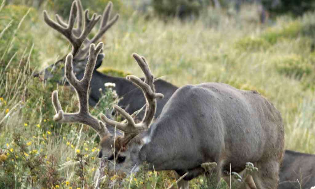 Patience elk Hunting Tips