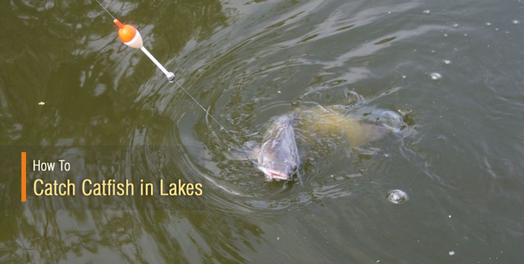 How To Catch Catfish In Lakes