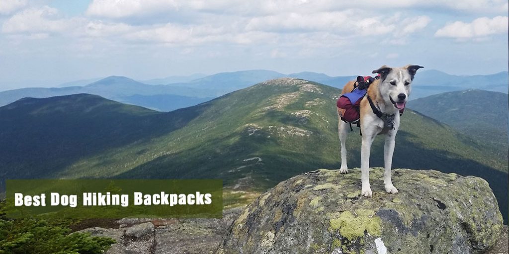 Best Dog Hiking Backpacks Reviews
