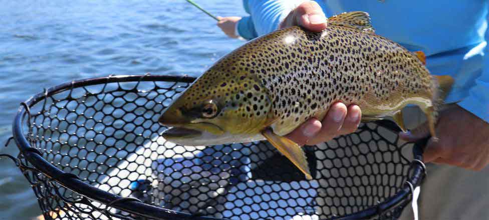 Essential Tips on Trout Fishing for Beginners