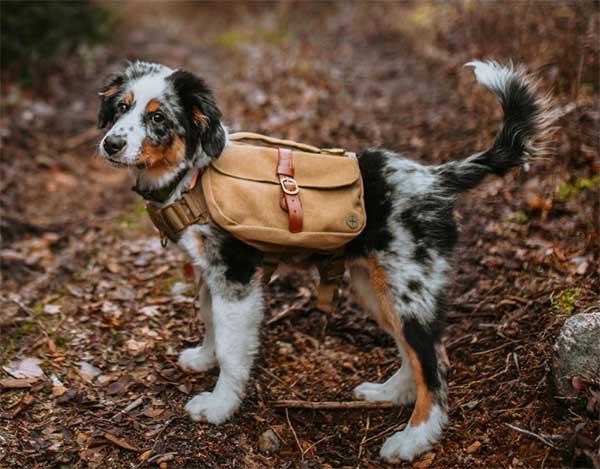 Buying Guide on How to Choose the Best Dog Hiking